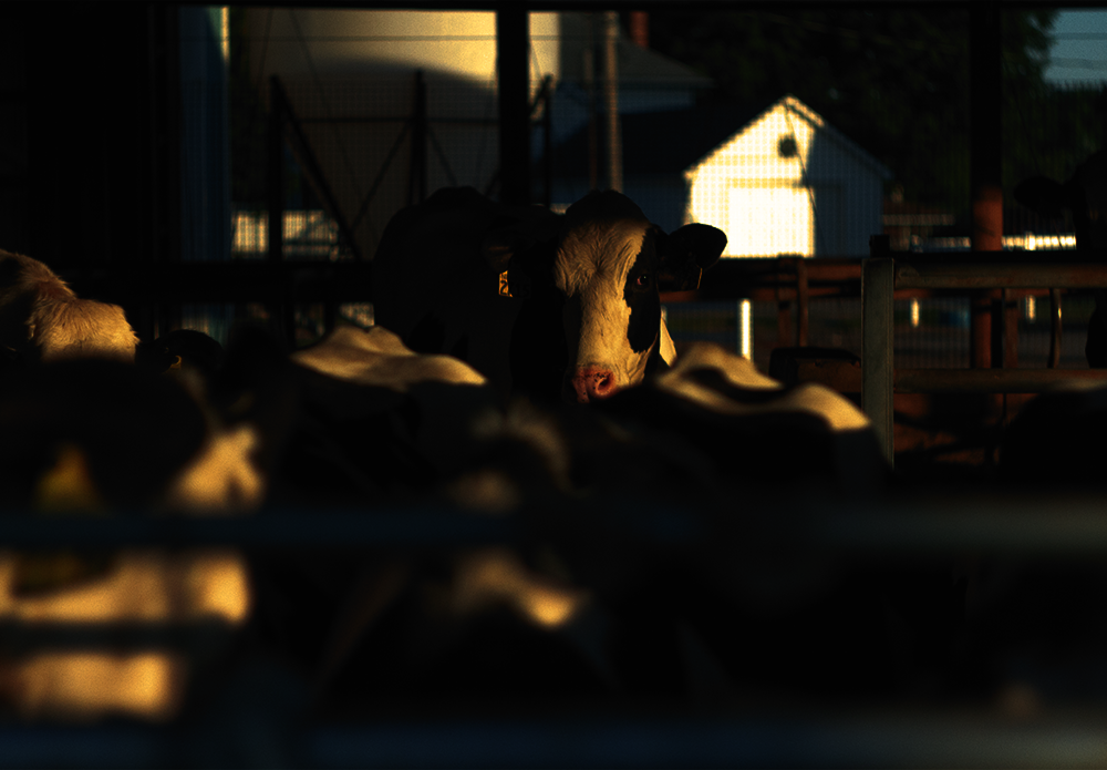 Official_14_Igenity-Basic-Holstein_Kit-Photo.png