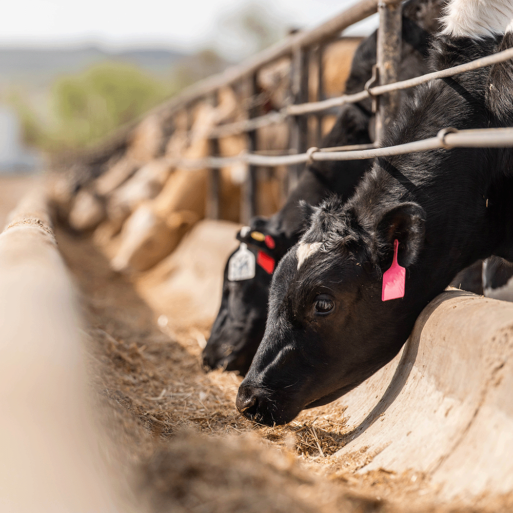 Official_20005_BeefXDairy_Kit-Photo.png