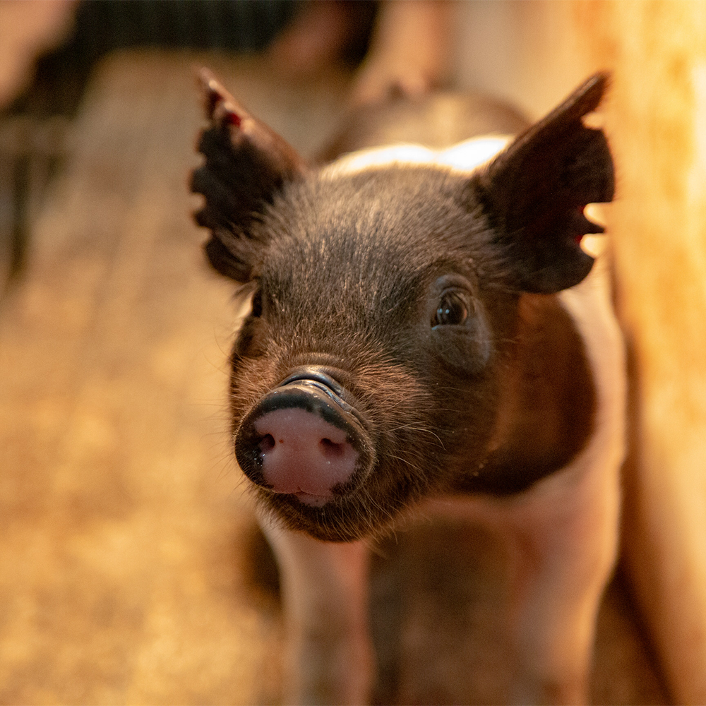 Official_70001_Igenity-Swine_Kit-Photo.png